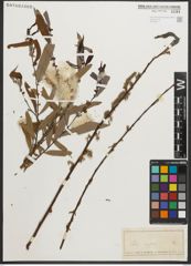 Foto von Salix nigra Marshall